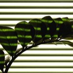 House plants for a stress-free home