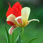 Spring Flower Spring Flower