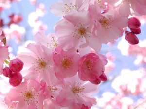 Spring-flowers-pink-pretty-1-jpg