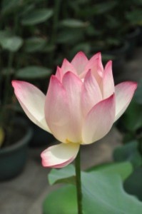 <alt="pink lotus flower"/>