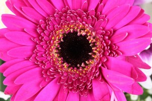 <alt="pink flower"/>
