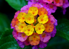 multi-colored flower