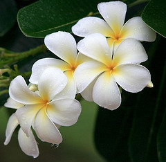 monsoon white flowers