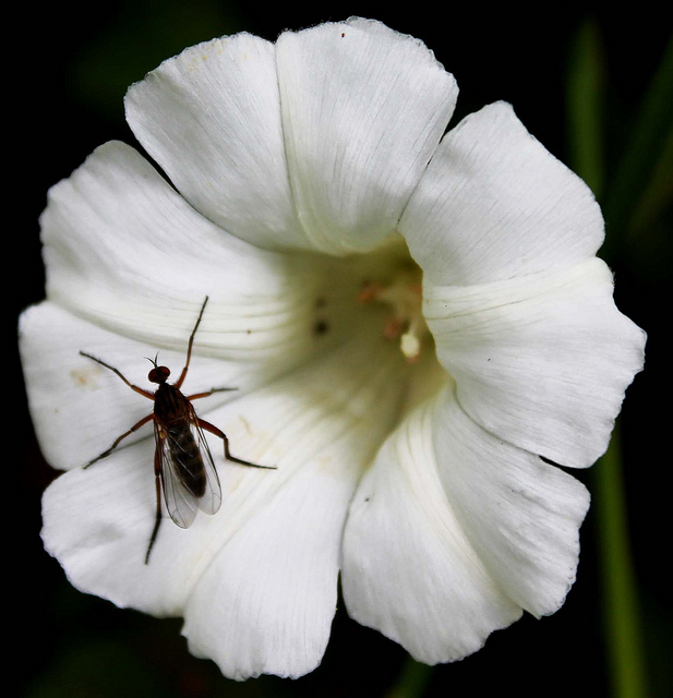 white flower with bug