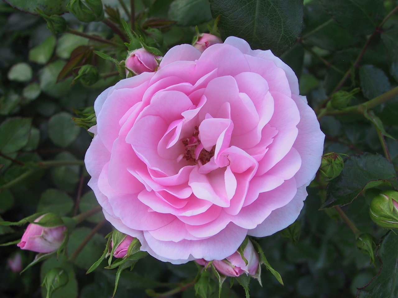 pink-flower-1474796-1280x960