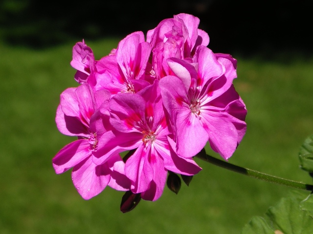 just-a-pink-flower-1565949-640x480