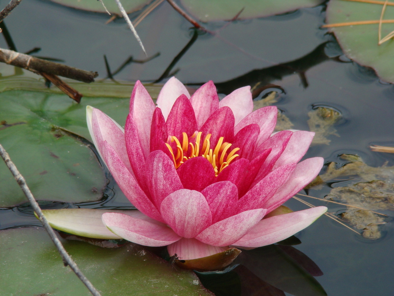 pink-water-lily-1362288-1280x960