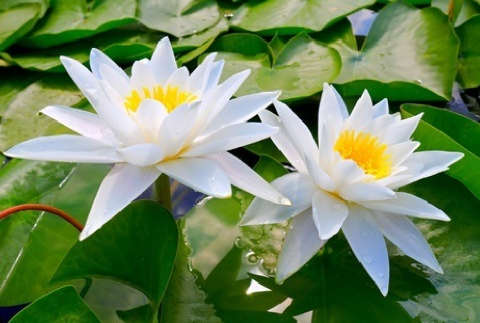 two white lilies
