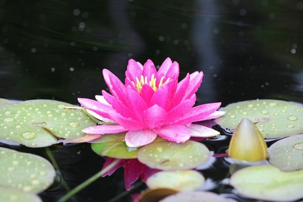 Bright pink lily on water